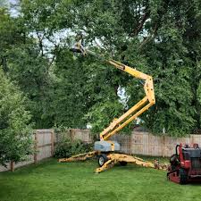 Best Palm Tree Trimming  in Su Oswego, NY