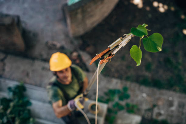 Best Tree Mulching  in Su Oswego, NY