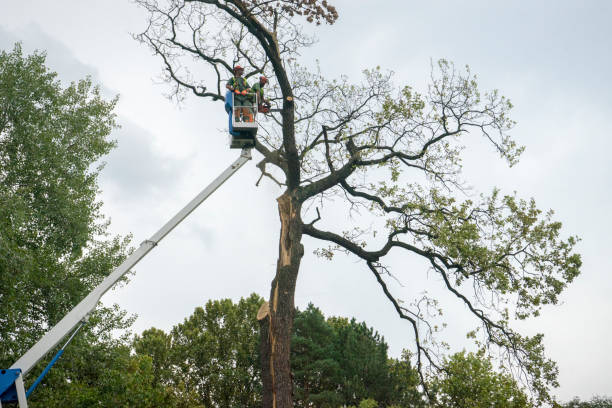 Best Fruit Tree Pruning  in Su Oswego, NY
