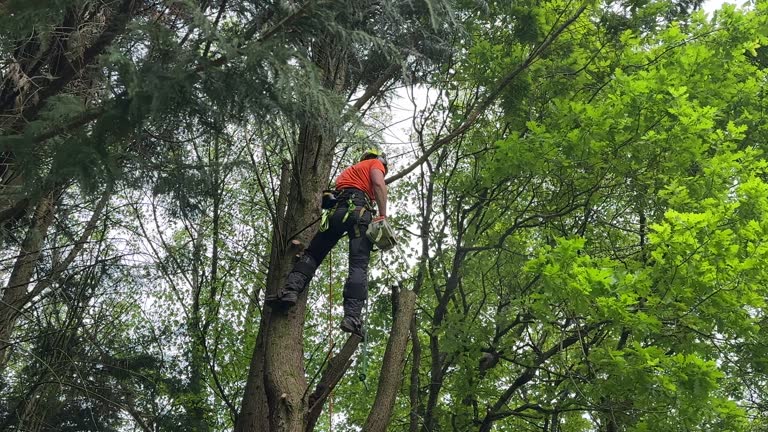 Best Emergency Tree Removal  in Su Oswego, NY