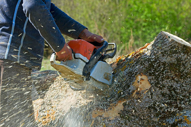 Best Tree Health Inspection  in Su Oswego, NY